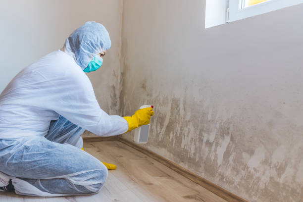 Licensed Attic Mold Removal service in Huntington Station, NY - WQB Mold Removal